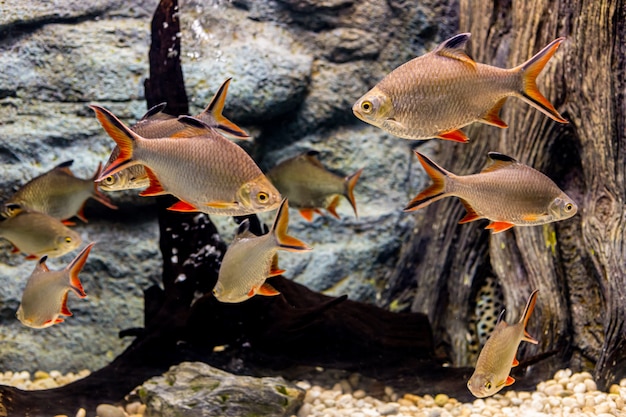 À propos des poissons de mer et des poissons d'eau douce dans l'aquarium Photo Premium