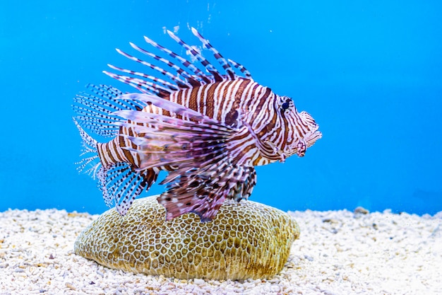 À propos des poissons de mer et des poissons d'eau douce dans l'aquarium Photo Premium