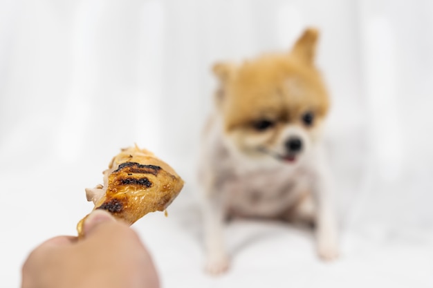 Le propriétaire montre des os de poulet frits au chien poméranien assis sur le sol blanc. les aliments pour chiens ne doivent pas manger, déprimer, l'anorexie et les concepts de chien malade. Photo Premium
