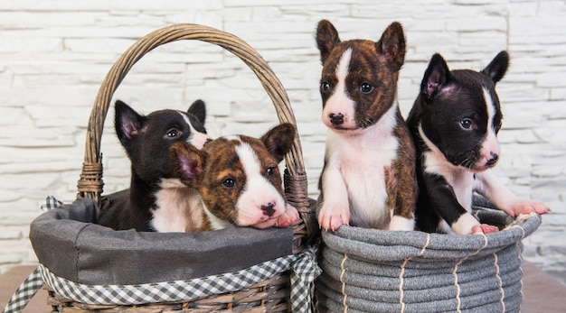 Quatre Petits Bebes Droles Chiots Basenji Chiens Photo Premium