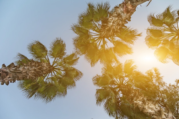 Quelques palmiers contre le ciel bleu Photo Premium