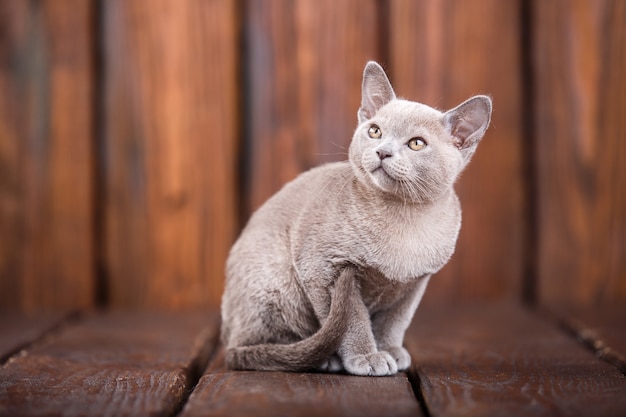 Race De Chat Birman Europeen Gris Assis Sur Un Fond En Bois Marron Photo Premium