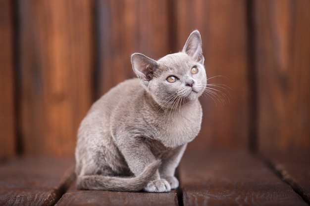 Race De Chat Birman Europeen Gris Assis Sur Un Fond En Bois Marron Photo Premium