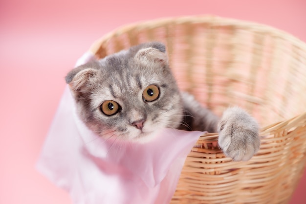 Race De Chat Scottish Fold Age 3 Mois Dans Le Panier Petit Chat Pli Ecossais Le