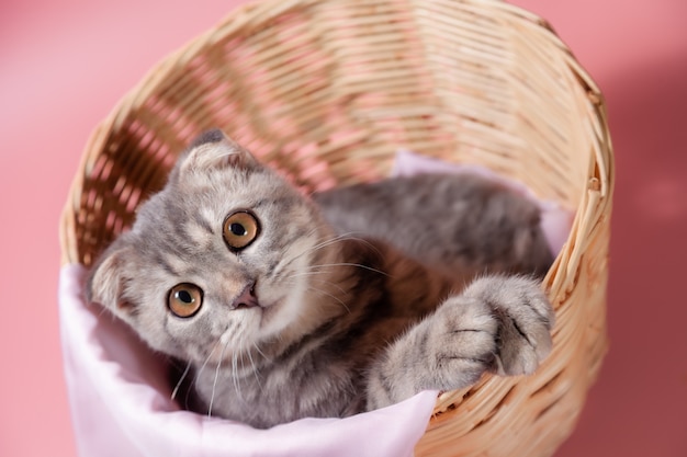 Race De Chat Scottish Fold Age 3 Mois Dans Le Panier Petit Chat Pli Ecossais Le