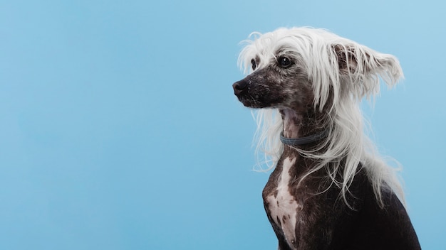 Race De Chien à Crête Chinoise Avec Espace De Copie