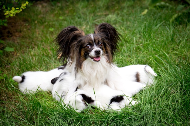 Races De Chien Papillon Nourrir Les Chiots Assis Sur L Herbe Dans Le Jardin Photo Premium