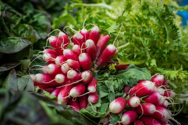 Radis rouge et verts Photo gratuit