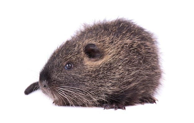 Ragondin De Bebe Isole Un Ragondin Brun Myocastor Coypus Isole Photo Premium