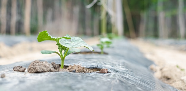 Rangee De Bebe Arbre Sur Le Sol Recouvert De Film Plastique Ou De Paillage En Agriculture Photo Premium