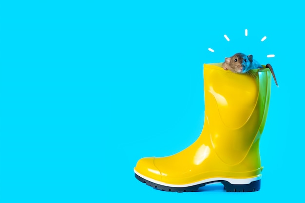 Rat décoratif dans une botte en caoutchouc jaune vif sur fond bleu. symbolise l'automne et l'année du rat Photo Premium