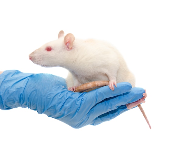 Rat de laboratoire entre les mains d'un chercheur (isolé sur blanc) Photo Premium