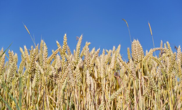 Raw de blé mûr et doré dans un fiel sous un ciel bleu Photo Premium