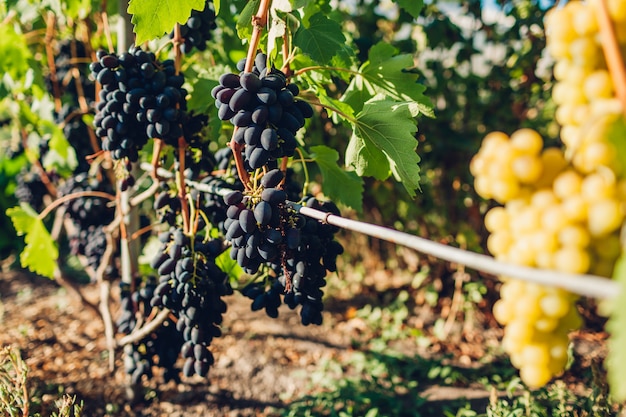 Récolte de raisins de table dans une ferme écologique, raisins bleus et verts suspendus dans un jardin Photo Premium