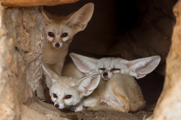 Renard Fennec Photo Premium