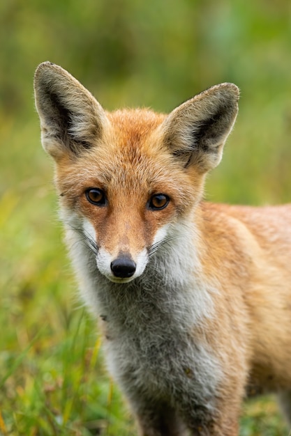 Renard Roux Mignon Avec De Grands Yeux Photo Premium