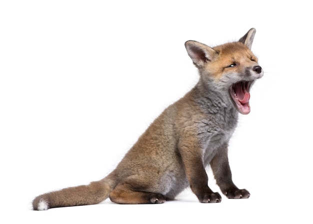 Renard Roux Vulpes Vulpes Sur Un Blanc Isole Photo Premium