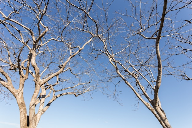 Resume De Branche D Arbre Sans Feuille Sur Fond De Ciel Bleu Photo Premium