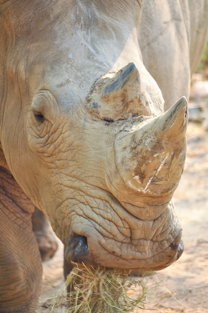 Rhinocéros blanc Photo Premium