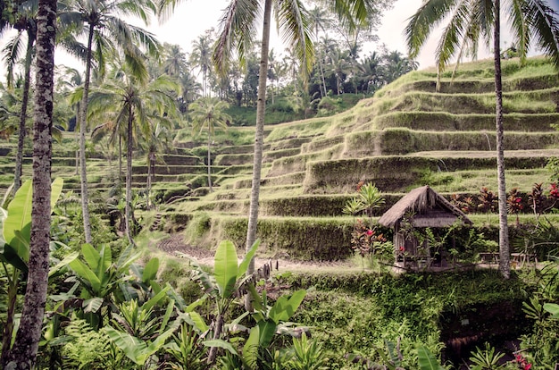 Rizi res En Terrasse  Bali  Photo Premium