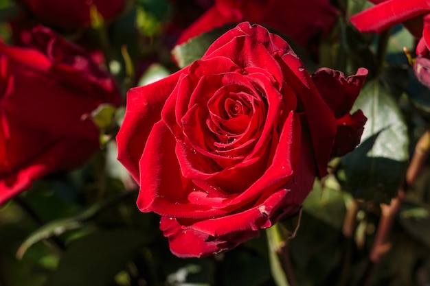 Rose Humide Rouge Fonce Avec Des Gouttes D Eau Rose Rouge Dans Le Jardin Jour De