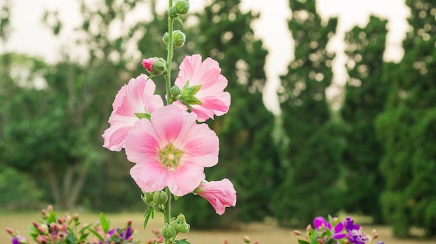 Rose Trémière Fleur Dans Un Jardin Télécharger Des Photos