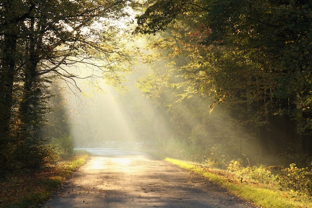 Route De Campagne A Travers La Foret D Automne Un Matin Brumeux Photo Premium