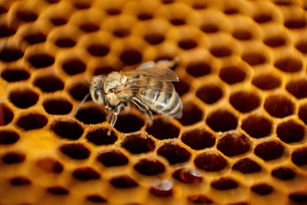 Photo Premium Ruche D Abeilles Sur Un Nid D Abeilles Avec Fond Les Abeilles Produisent Du Miel Frais Et Sain Concept Apicole