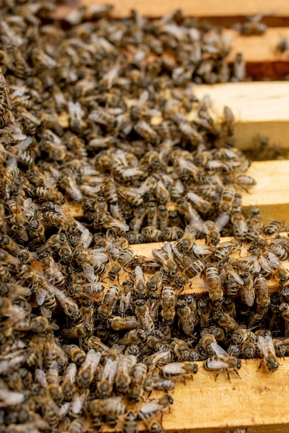 Ruches D Abeilles En Soin D Abeilles Avec Nids D Abeille Et Abeilles Apiculteur A Ouvert Une Ruche Pour Mettre En Place Un Cadre Vide Avec De La Cire Pour La Recolte Du Miel