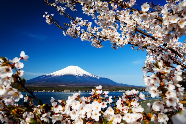  Sakura  Blanc Ou Fleur De Cerisier Avec Le Mont Fuji Du 