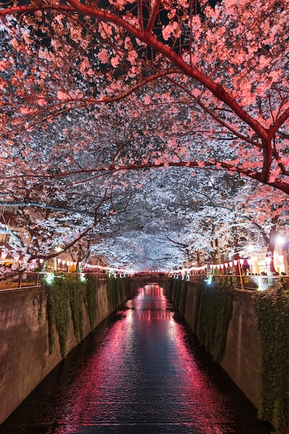  Sakura  Fleur  De  Fleur  De  Cerisier Avec Lumi re La Nuit  