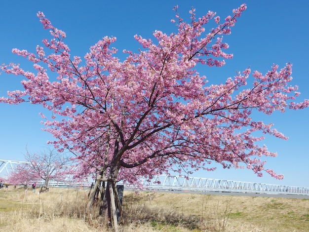  Sakura Japonais Arbre  De Floraison Des Fleurs De Cerisier 
