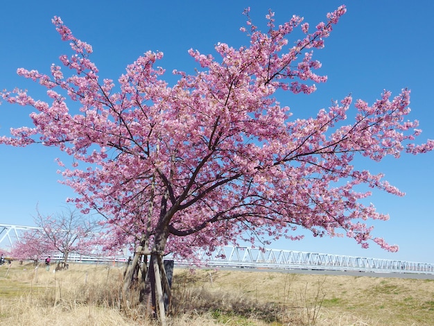  Sakura  Japonais Arbre  De  Floraison Des  Fleurs De  Cerisier 