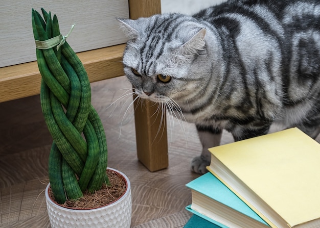 Sansevieria Est Cylindrique En Forme De Queue De Cochon De Livres Et De Chat Photo Premium