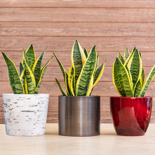 Sansevieria Trifasciata Laurentii Plante De Serpent Panachée Photo Premium 