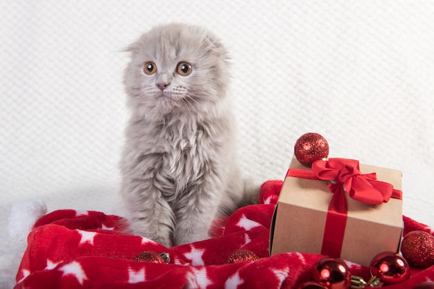 Scottish Fold Gris Chaton Highland Fold Avec Tete Ronde Est Et Les Oreilles Pliees Se Trouve Avec Boite Cadeau Photo Premium