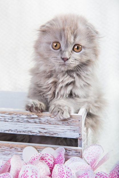 Scottish Fold Gris Chaton Highland Fold Avec Tete Ronde Est Et Les Oreilles Pliees Se Trouve Dans Une Boite Avec Des Fleurs D Orchidees Photo Premium