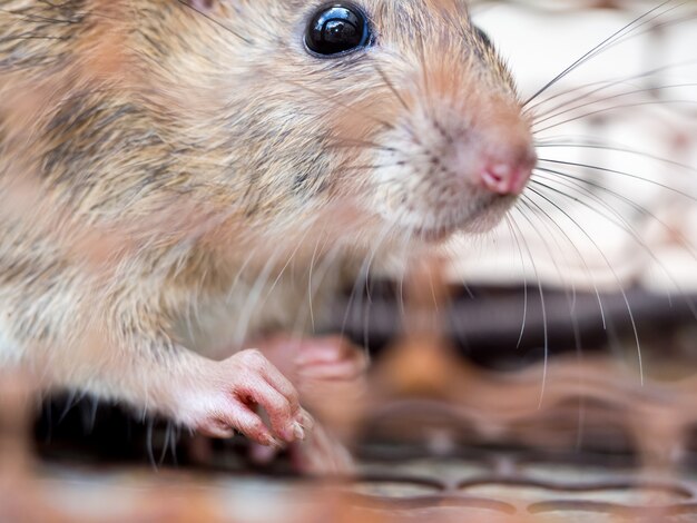 Sélectionnez la mise au point de l'ongle du rat dans le pseudo Photo Premium