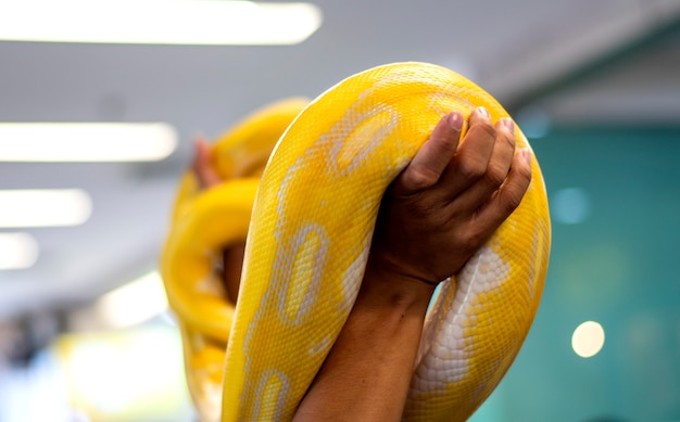 Le Serpent Jaune Est Magnifique Et Ressemble Aux Amoureux Des Animaux De Compagnie Populaires Photo Premium