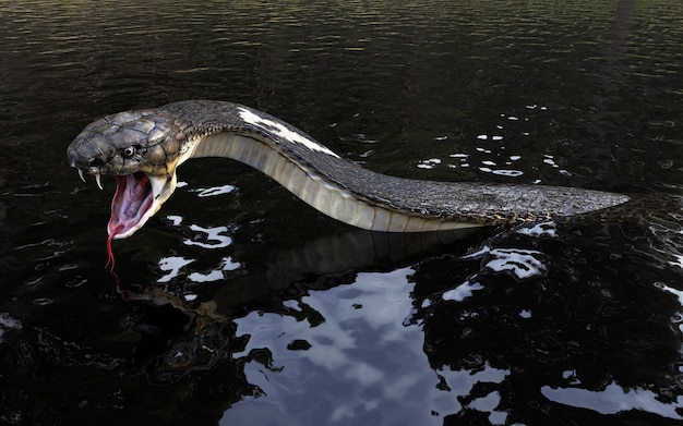 Serpent Royal De Cobra D Le Plus Long Serpent Venimeux Du Monde