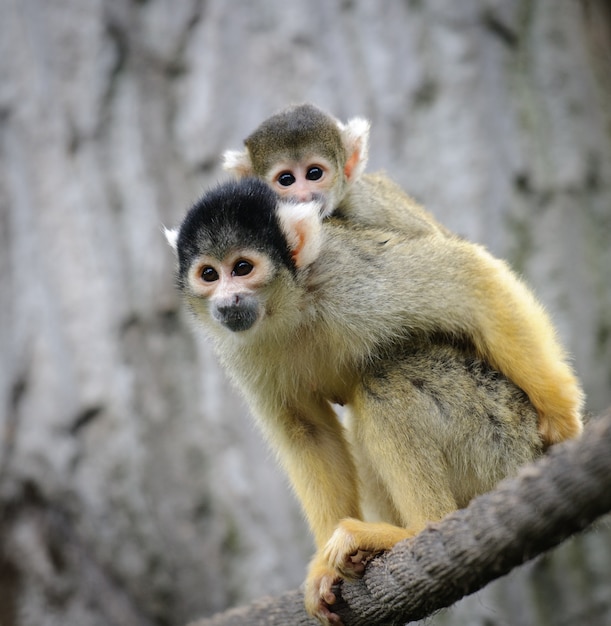 Singe Ecureuil Avec Son Bebe Assis Sur Une Corde Dans Un Zoo Photo Premium