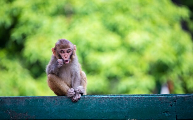 Singe Rigolo D Enfants Au Temple Soyambhu Katmandou Nepal Photo Premium