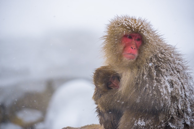 Singes Des Neiges Macaques Japonais Frissons Et Etreignent Avec Bebe Singe Et Famille Photo Premium