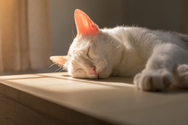 Le Soleil Du Soir Brille Sur Le Chat Qui Dormait