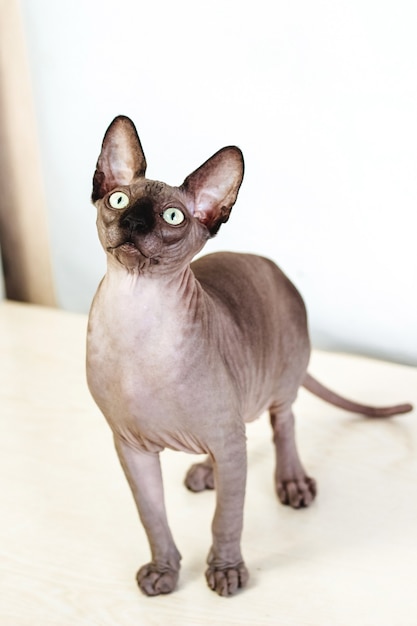 Sphynx Canadien Pleine Longueur Aux Yeux Verts Chat Hypoallergenique Sans Poils Photo Premium