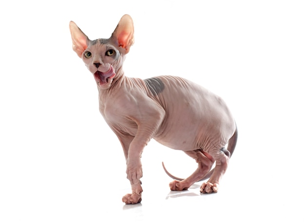 Sphynx Chat Sans Poil Photo Premium