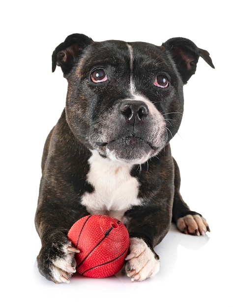 Staffordshire bull terrier Photo Premium