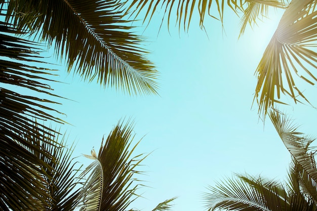 Style rétro cocotier avec ciel bleu, palmiers sur fond tropical, concept de vacances voyage été et vacances Photo Premium
