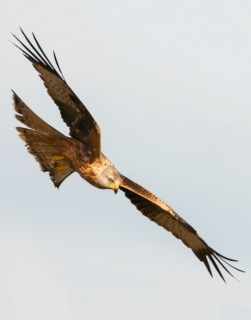 De Superbes Oiseaux De Proie En Plein Vol Télécharger Des