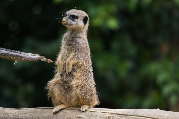 Suricate Drole Assis Sur Une Buche D Arbre Photo Gratuite